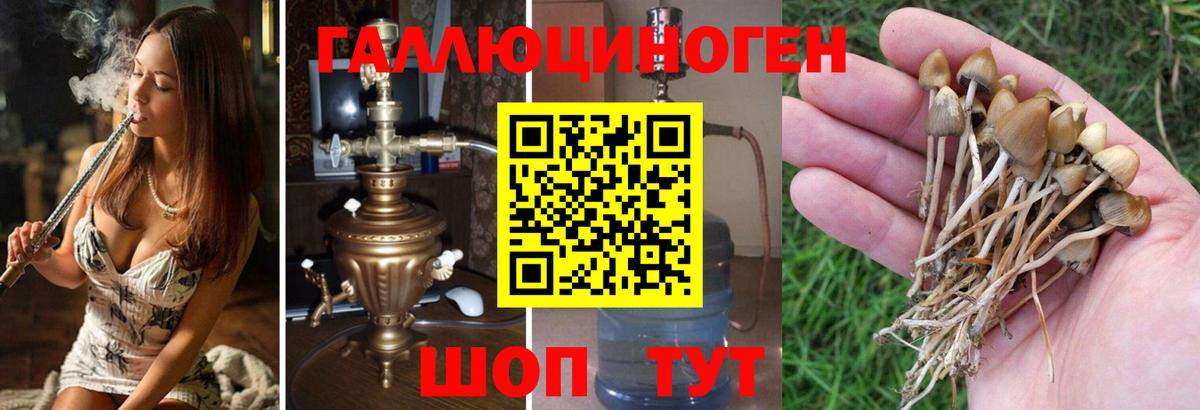 Галлюциногенные грибы мухоморы Кандалакша